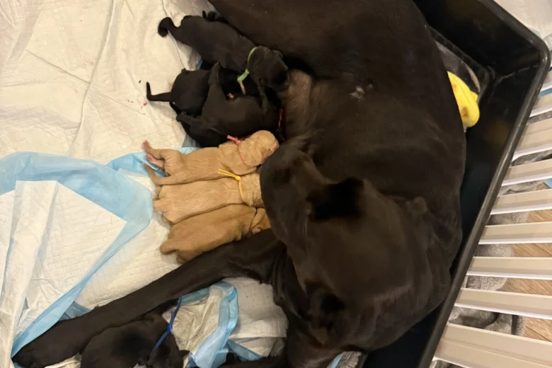 Labrador Retriever