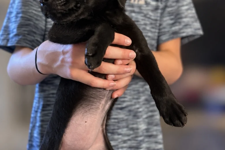 Labrador Retriever