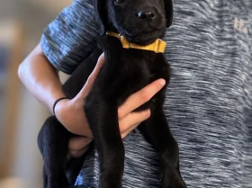 Labrador Retriever