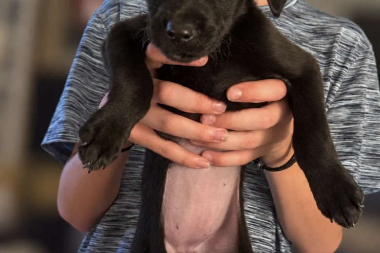 Labrador Retriever