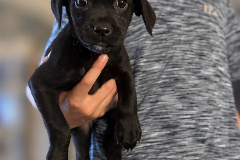 Labrador Retriever