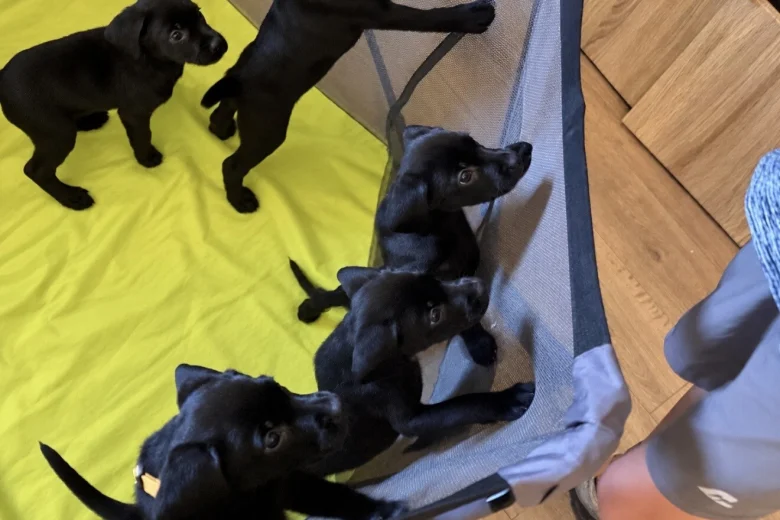 Labrador Retriever