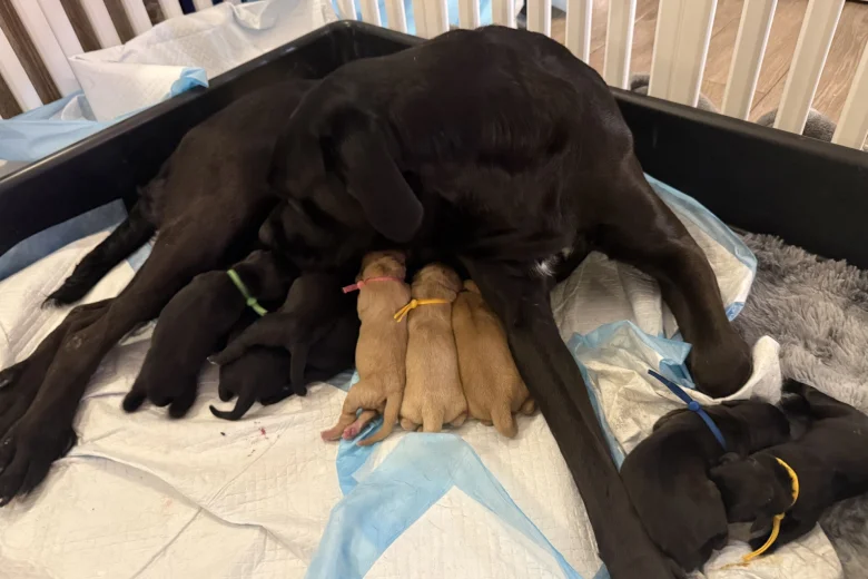 Labrador Retriever