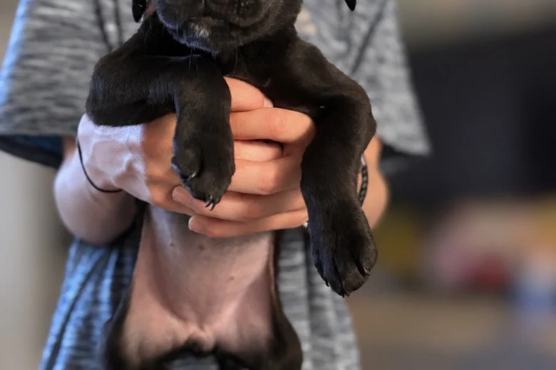 Labrador Retriever