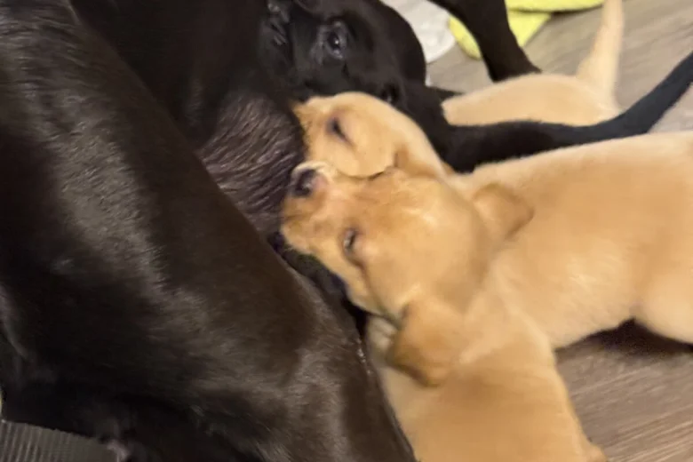Labrador Retriever