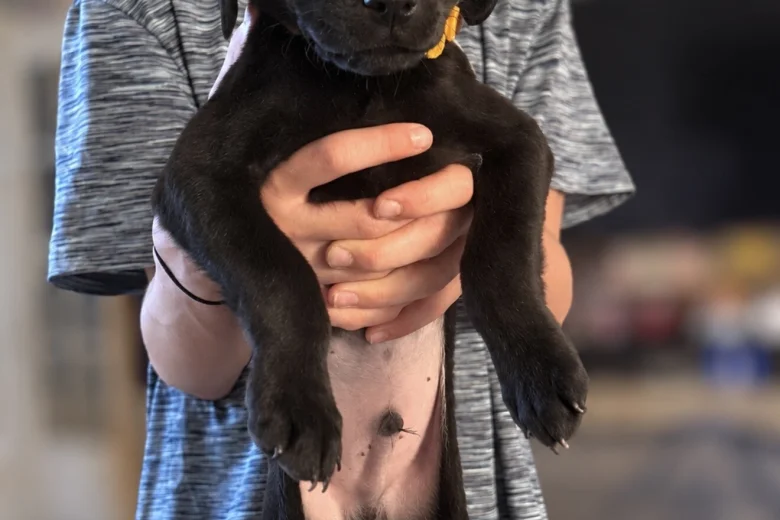 Labrador Retriever