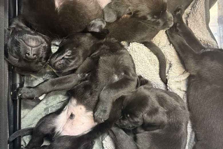 Labrador Retriever