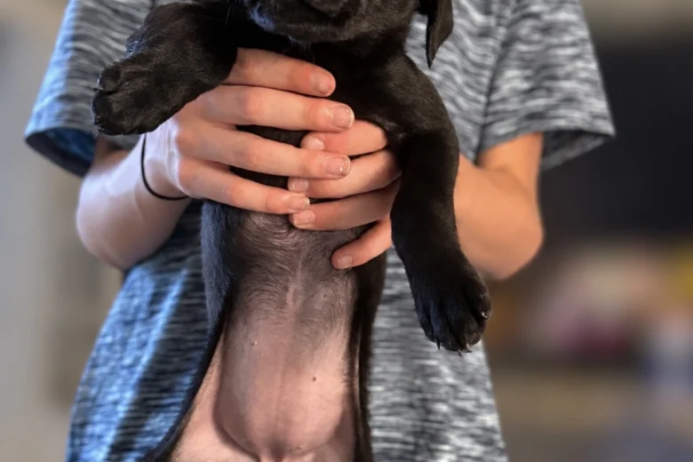 Labrador Retriever