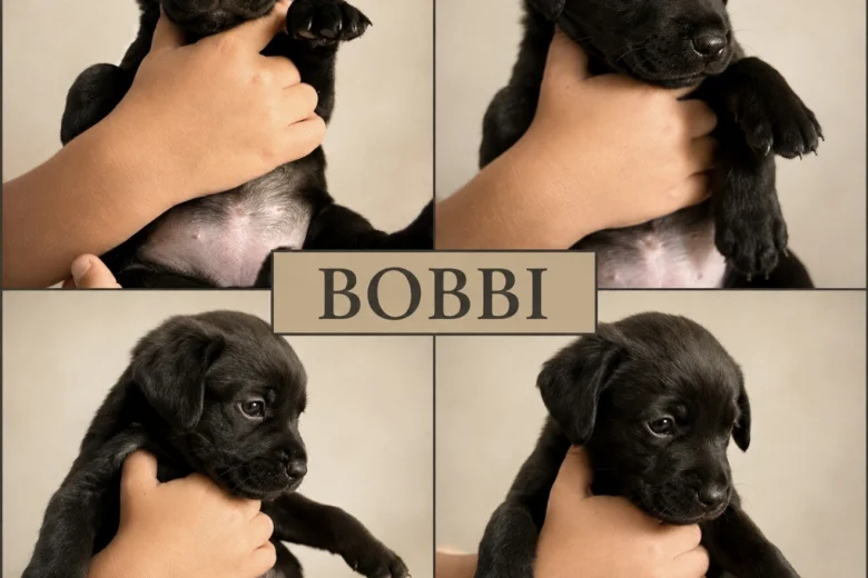 Labrador Retriever