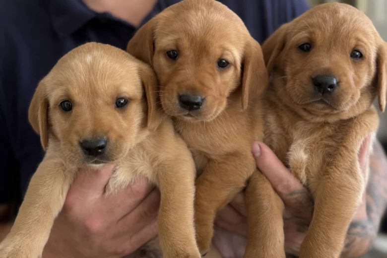 Labrador Retriever