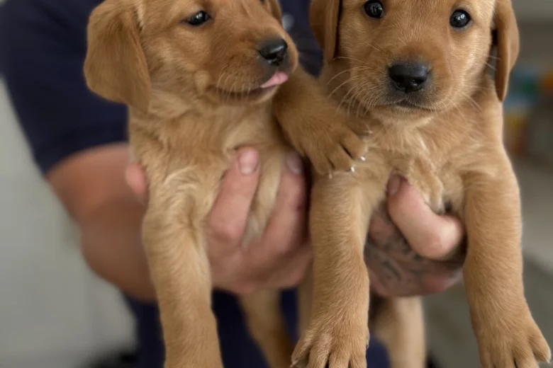 Labrador Retriever