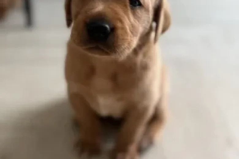 Labrador Retriever