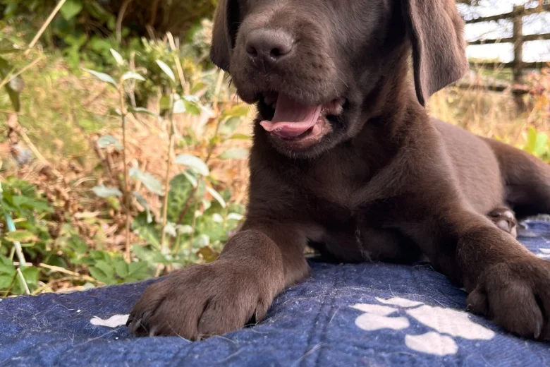 Labrador Retriever