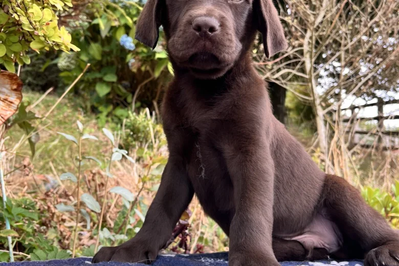 Labrador Retriever