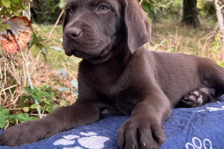 Labrador Retriever