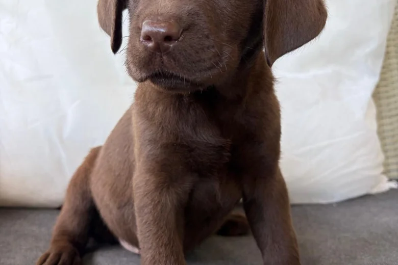 Labrador Retriever