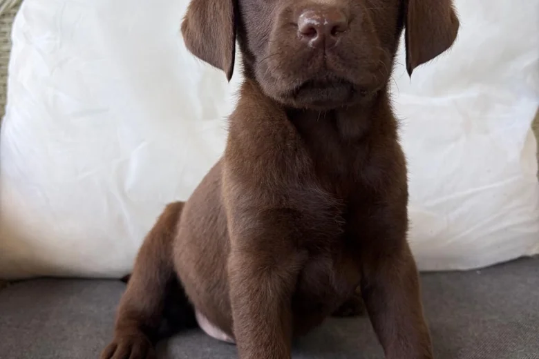 Labrador Retriever