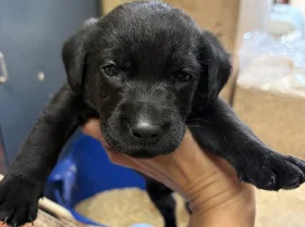 Labrador Retriever