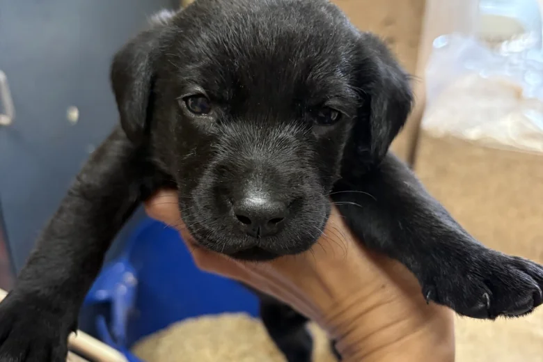 Labrador Retriever