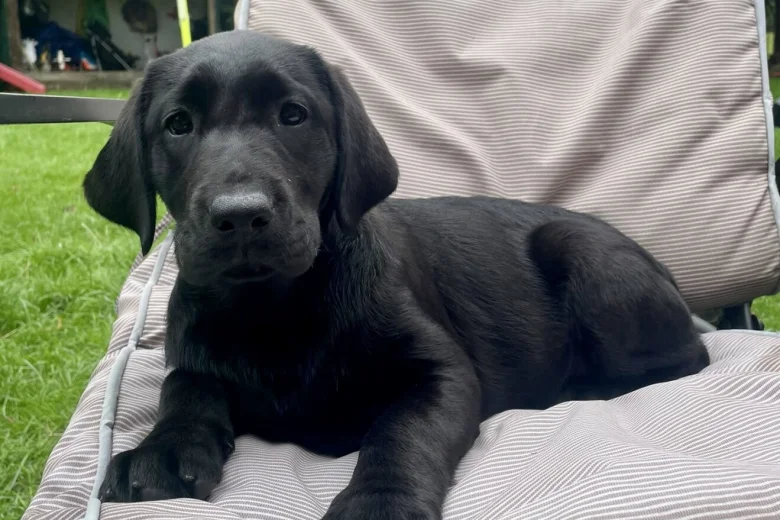 Labrador Retriever