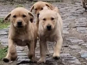 Labrador Retriever