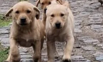 Labrador Retriever