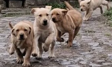 Labrador Retriever