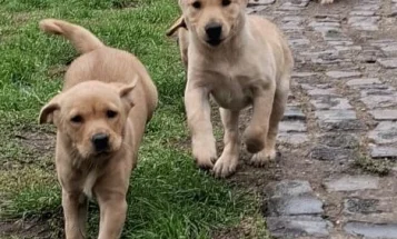 Labrador Retriever