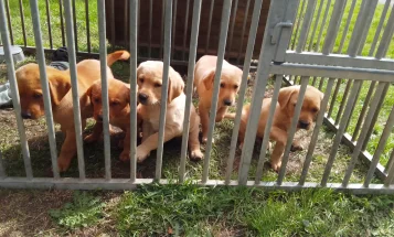 Labrador Retriever