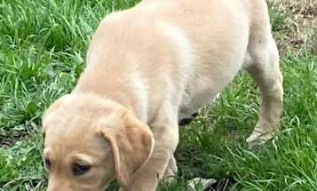 Labrador Retriever