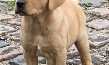 Labrador Retriever