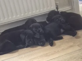 Labrador Retriever