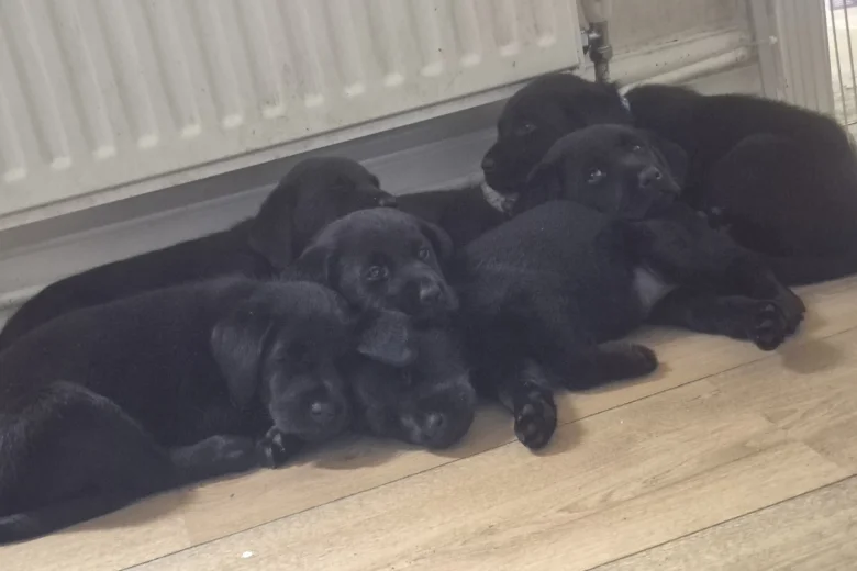 Labrador Retriever
