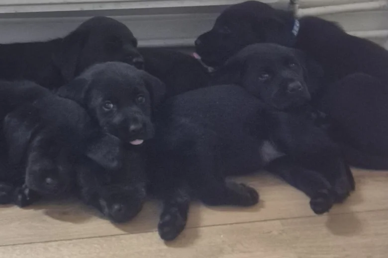 Labrador Retriever