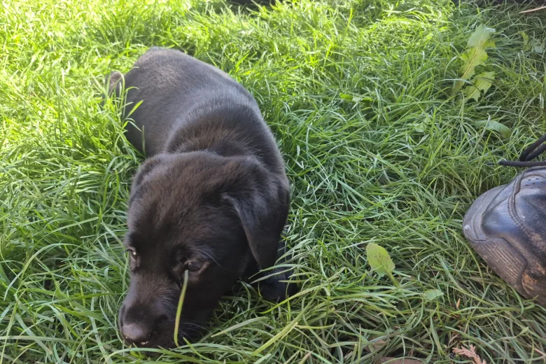 Labrador Retriever