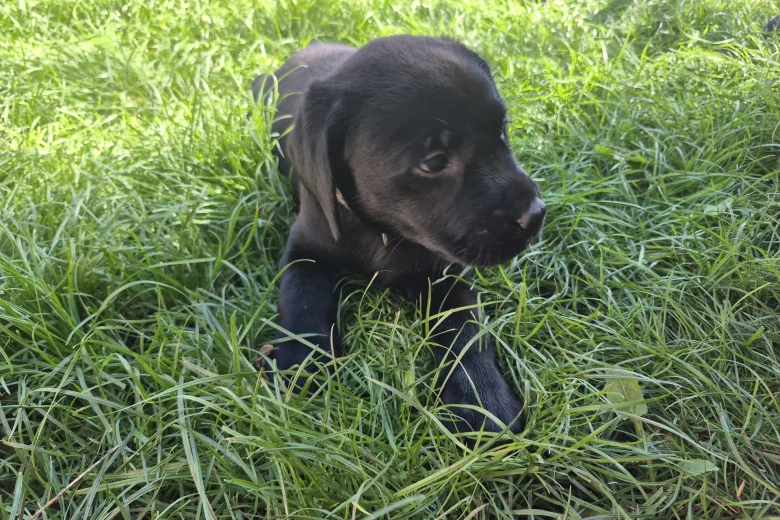 Labrador Retriever