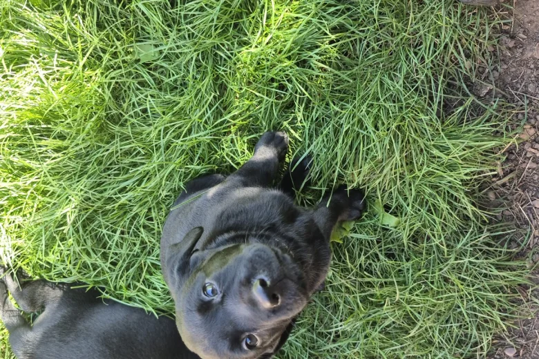 Labrador Retriever