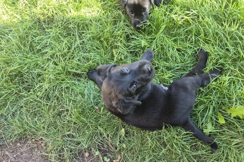 Labrador Retriever