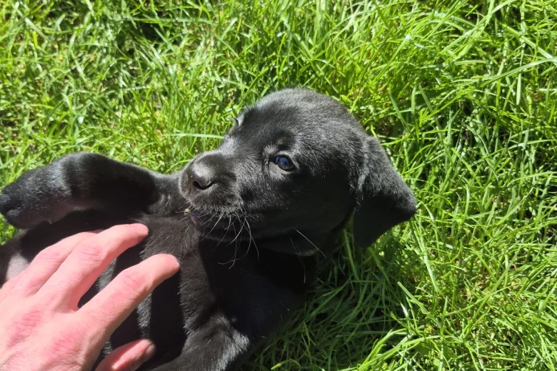 Labrador Retriever