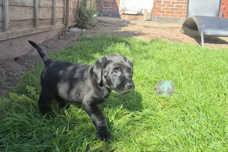 Labrador Retriever