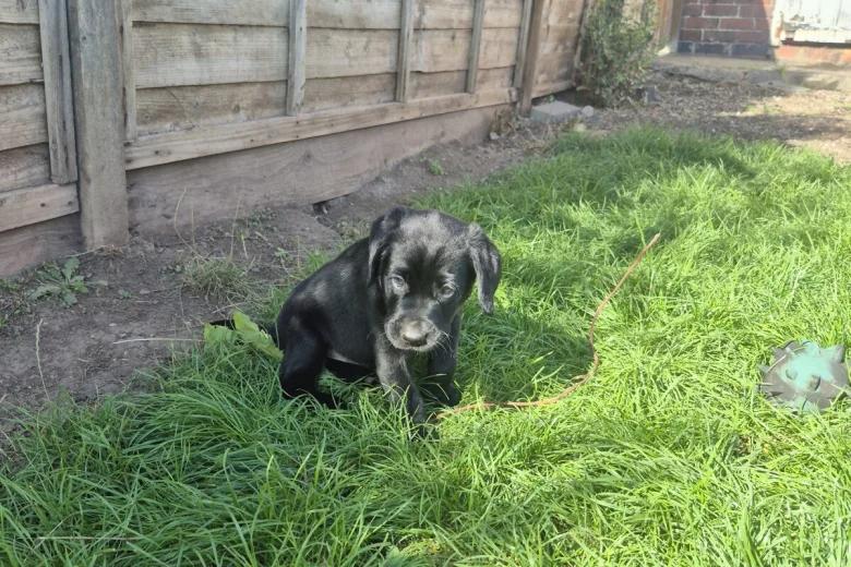 Labrador Retriever