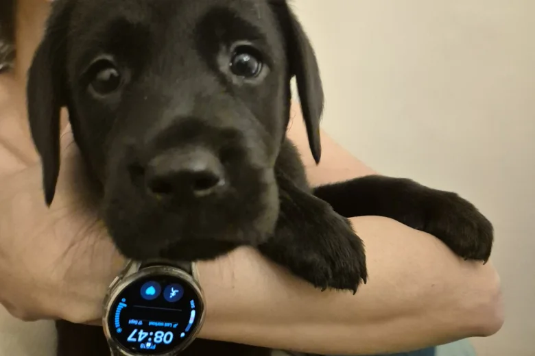 Labrador Retriever