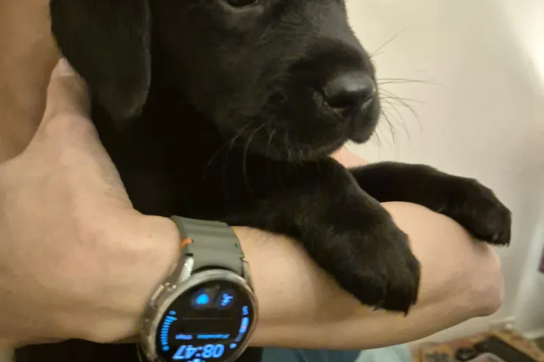 Labrador Retriever