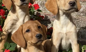 Labrador Retriever