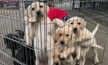 Labrador Retriever