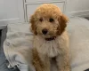 Miniature Poodle