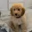Miniature Poodle