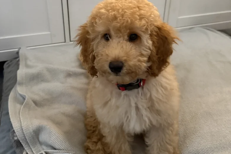 Miniature Poodle