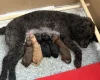Miniature Poodle