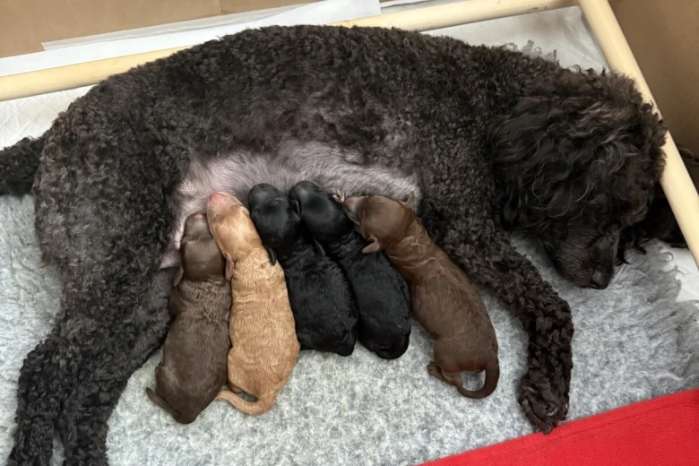 Miniature Poodle